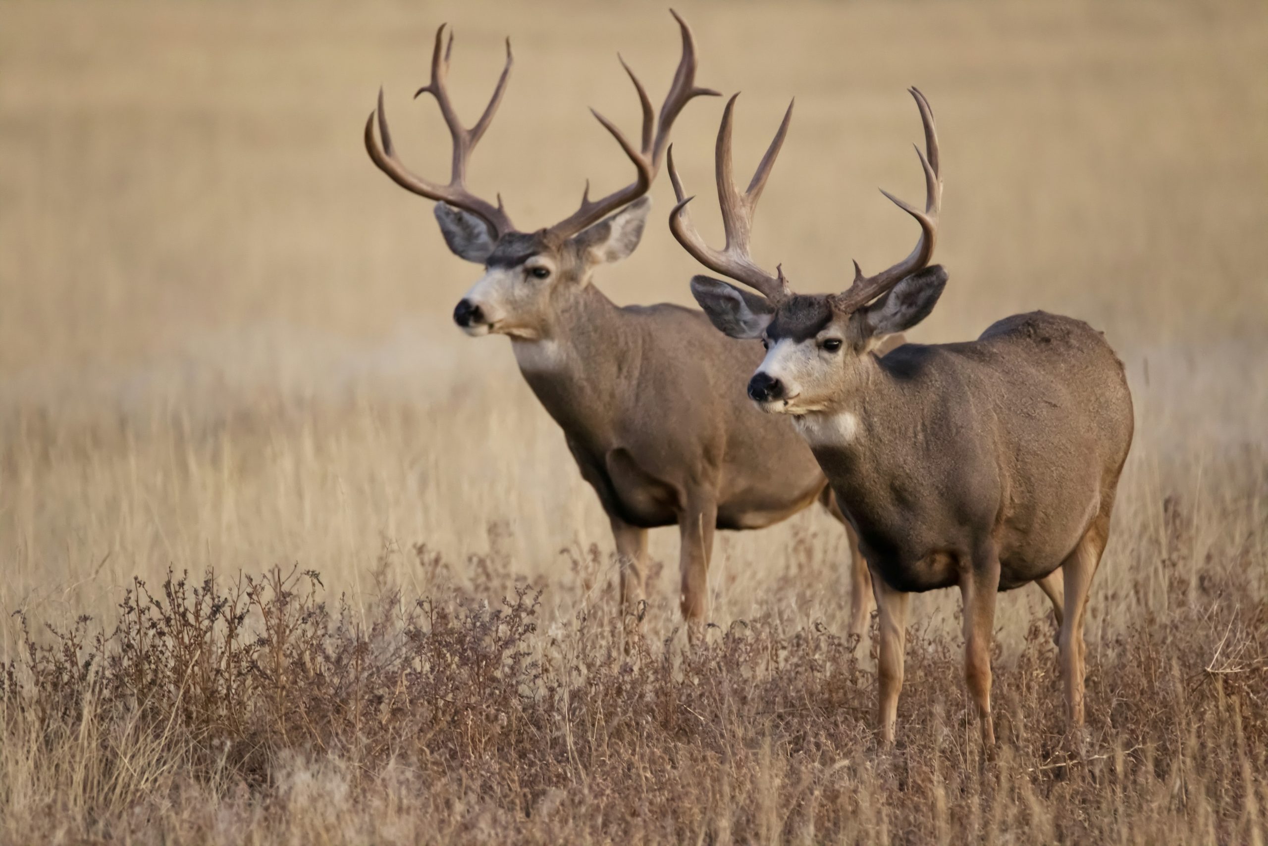 acton-crawford-NWcH4mbPRZg-unsplash