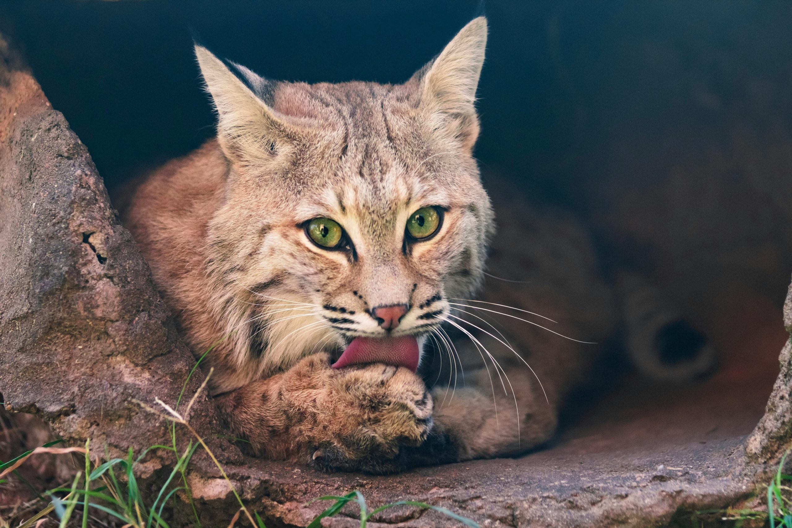A wild bobcat intently licks its paw, a focused, predatory stance that makes it a prime target for night hunts