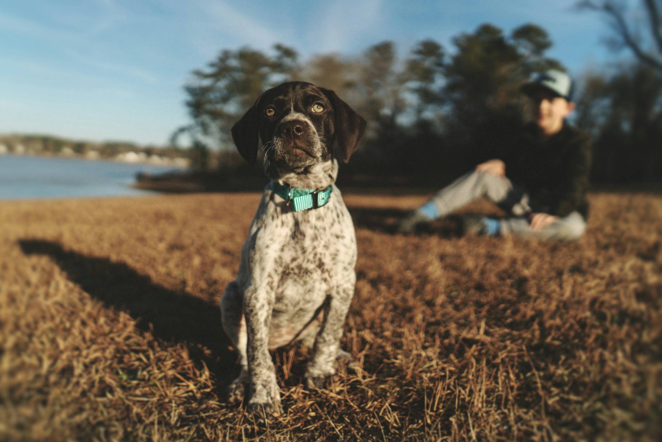 Puppy ready to grow into a loyal hunting dog - explore our dogs for sale.