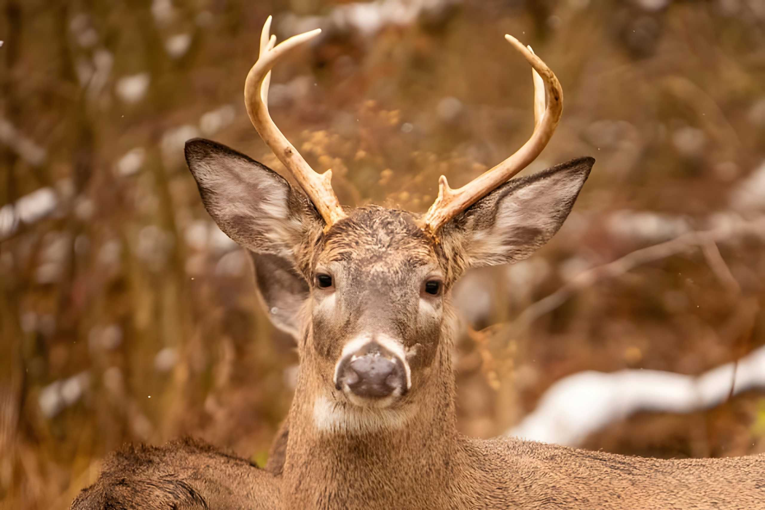 A young buck deer, with developing antlers, stands alert in a natural setting, signaling its readiness for the upcoming deer hunting season