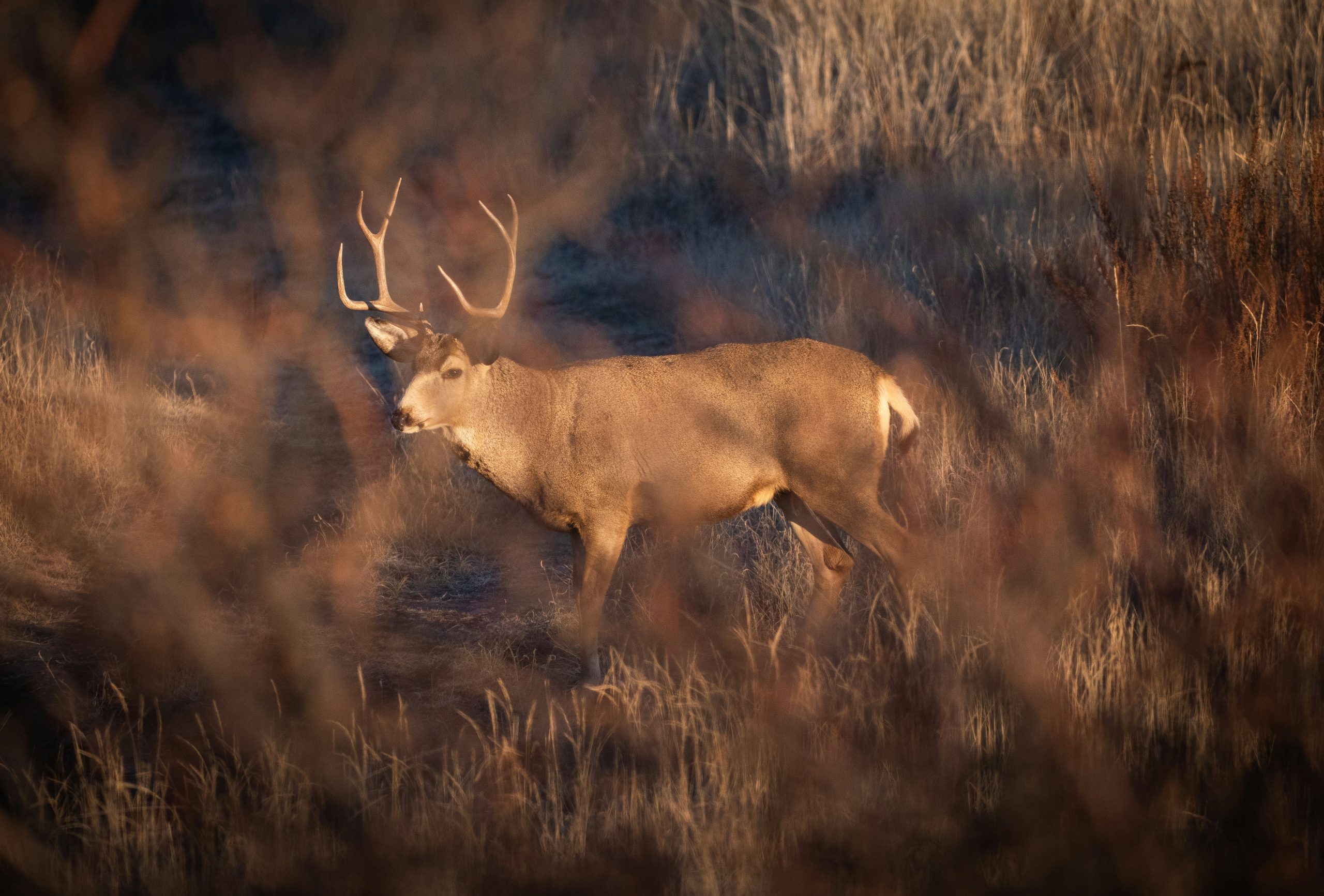 a far away shot of buck deer walking through bushes