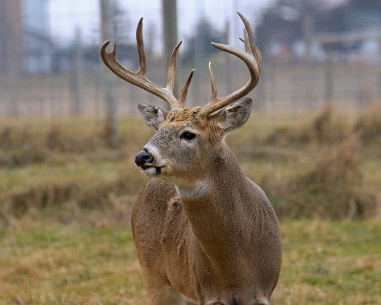For trophy bucks in prime habitats use us as your Kansas deer hunting guide.