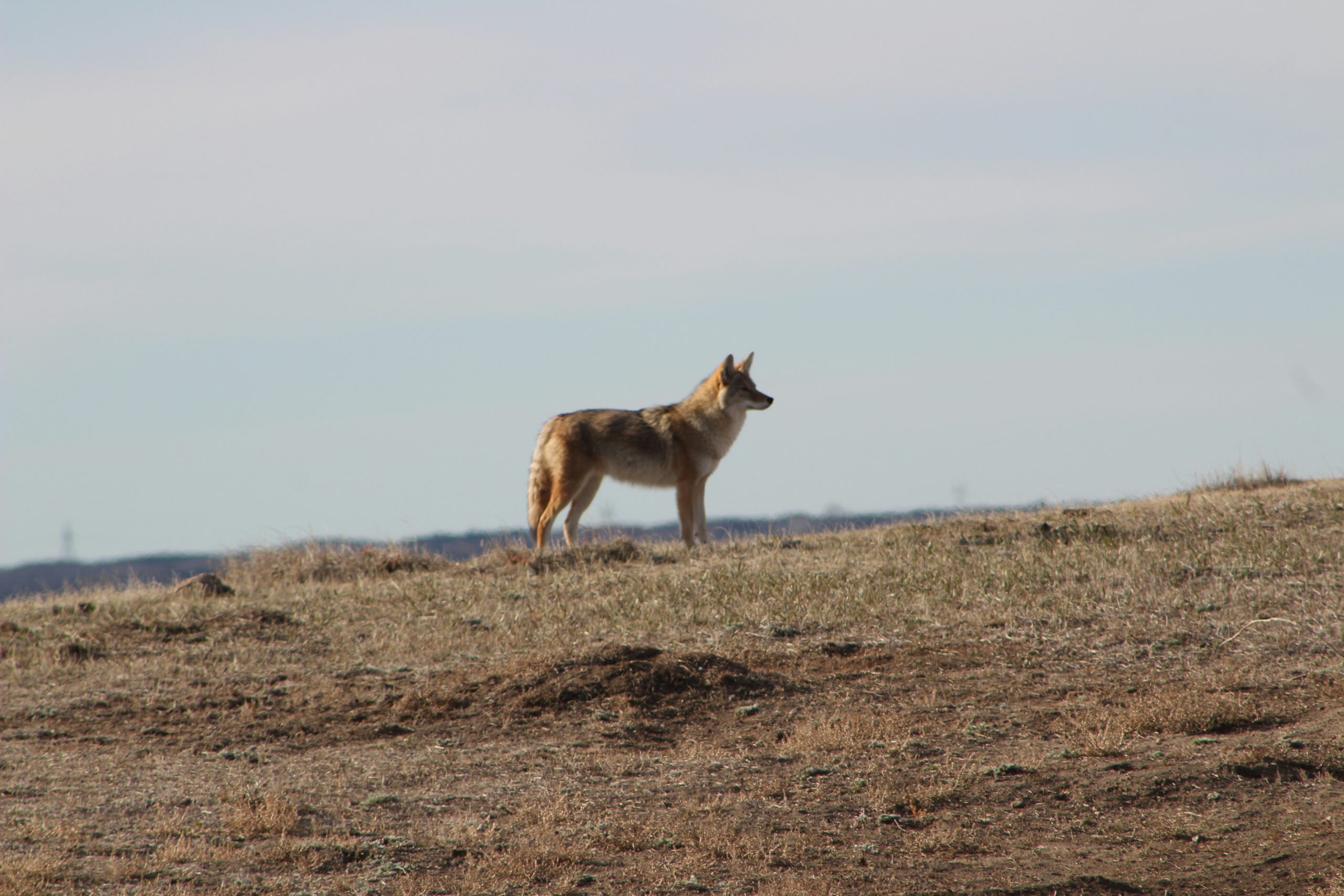 an image of coyote far away on the hill