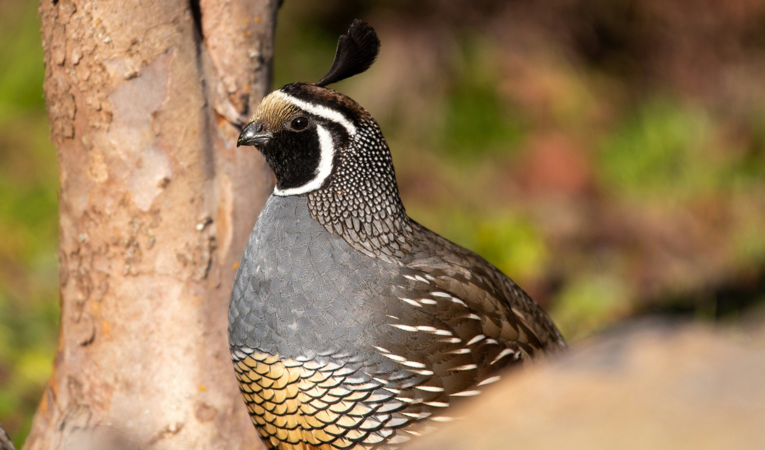 A plump quail with distinctive gray feathering stands poised in natural foliage, an ideal target for Bird Hunts