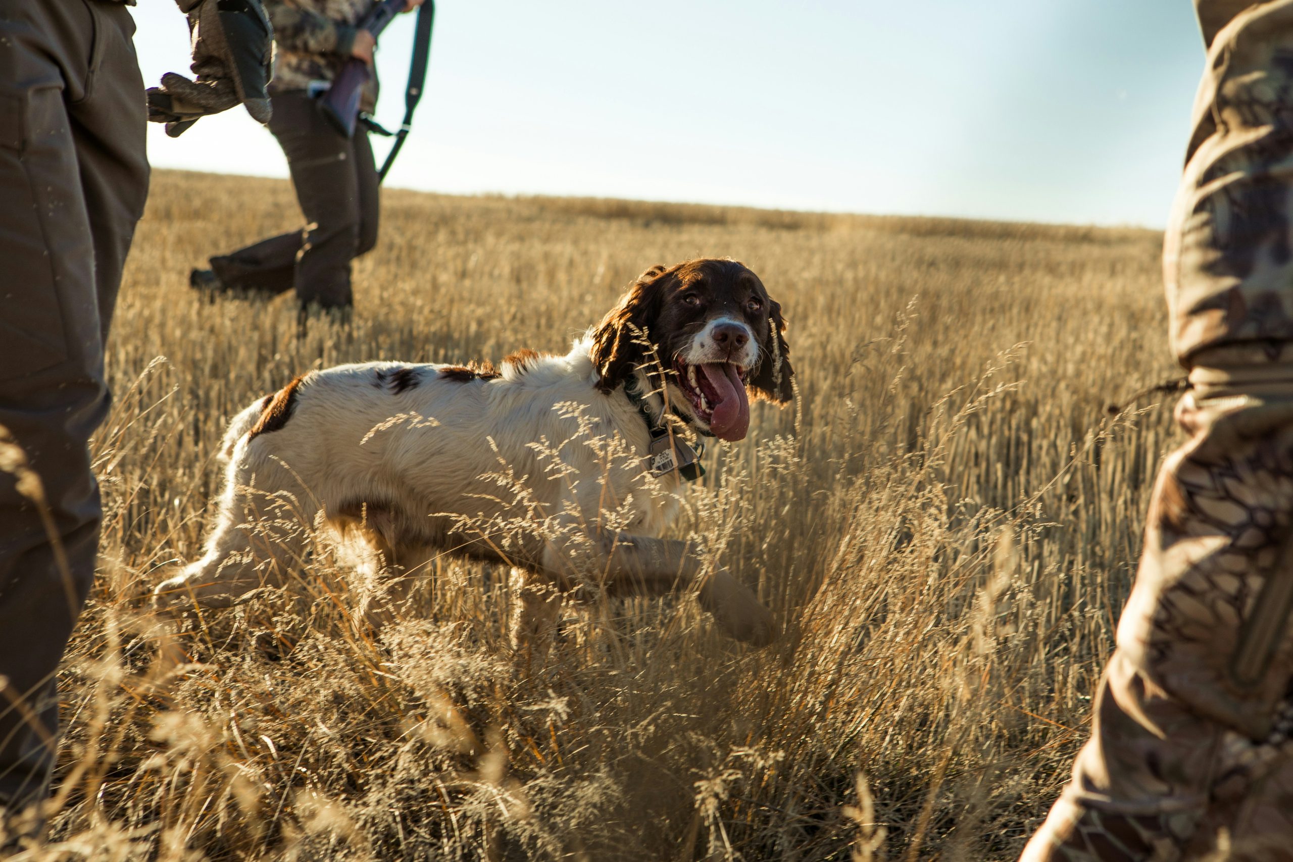 A team of hunters and their skilled hunting dog are actively engaged in a field, ready for Bird Hunts
