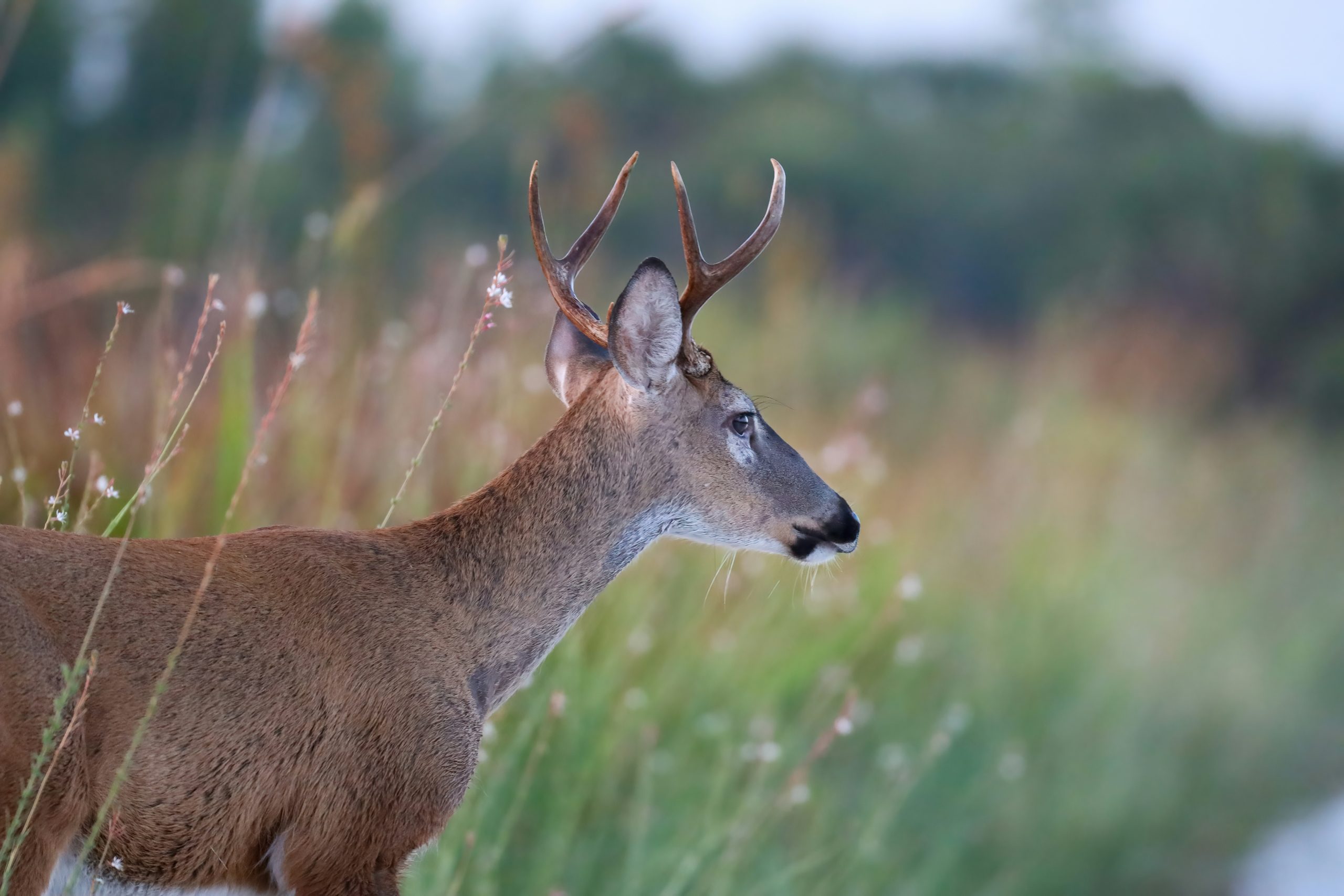 A young buck deer, with developing antlers, stands alert and ready for the upcoming deer hunting season