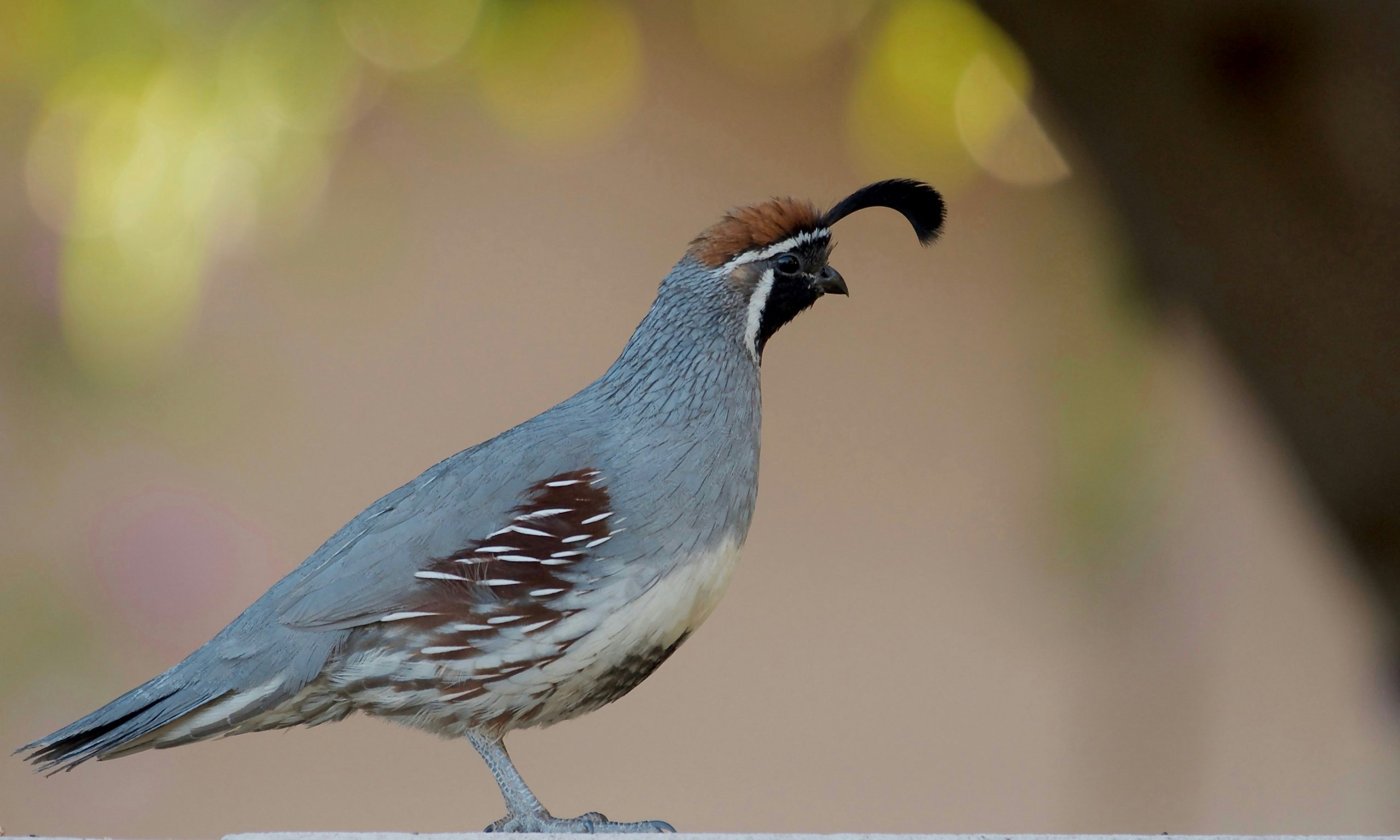 A Gambel's quail with plume and chestnut crown reflects the sharp eye of your Kansas deer hunting guide.