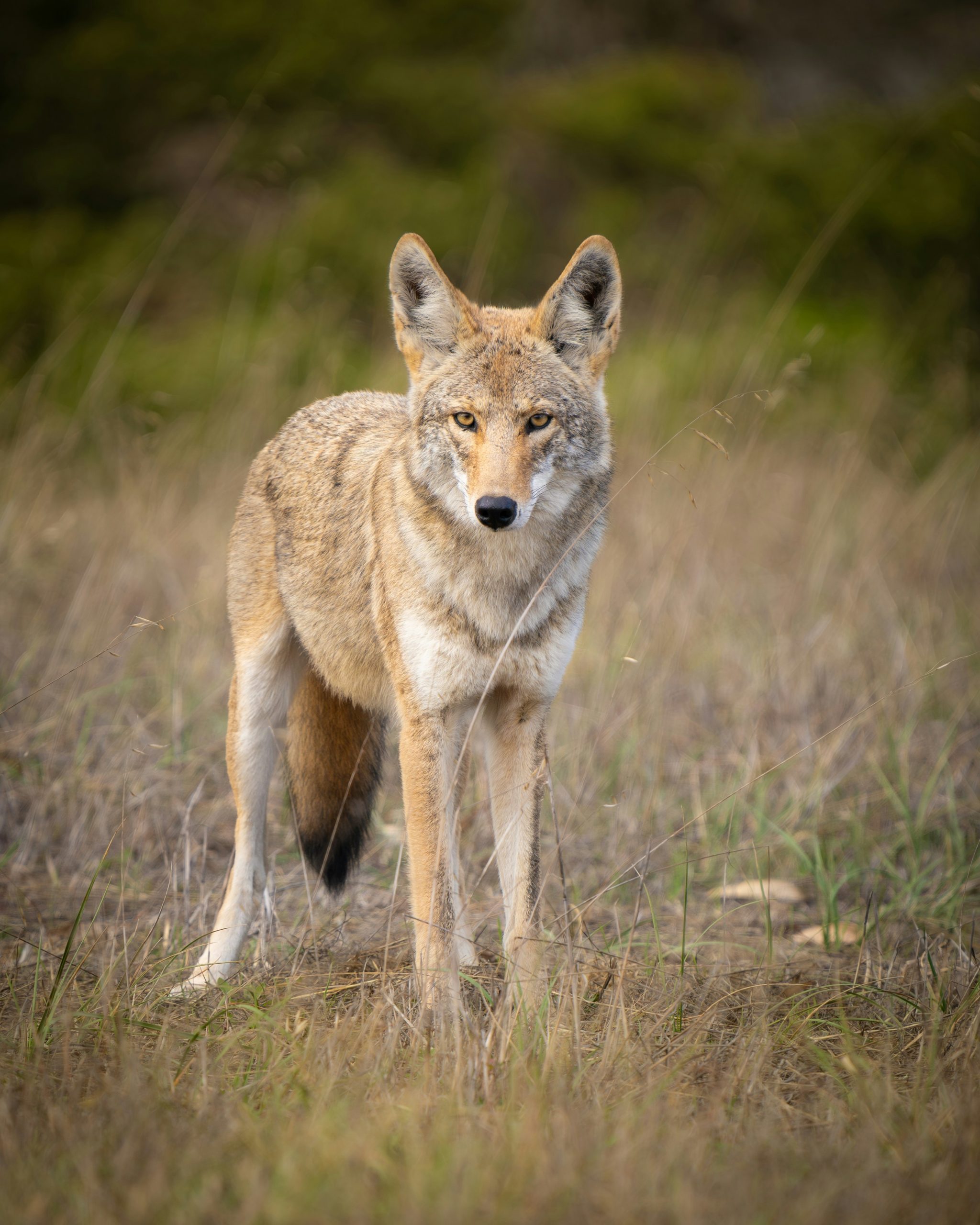 A sleek coyote stands alert on green grass, its watchful gaze and keen features perfect for targeting during Night Hunts.